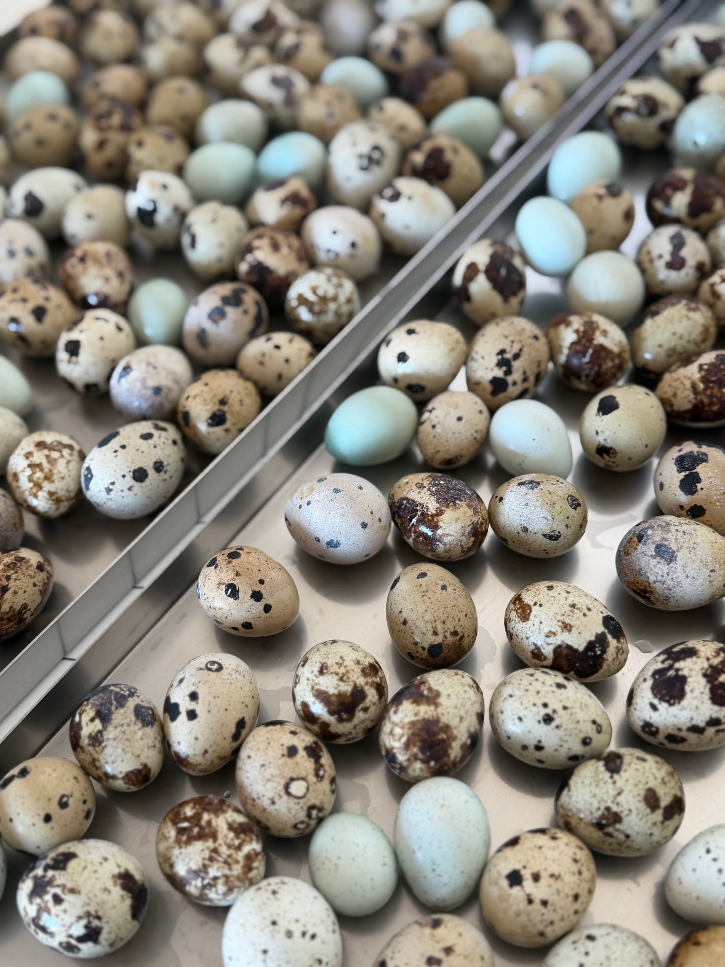 Freeze Dried Quail Eggs