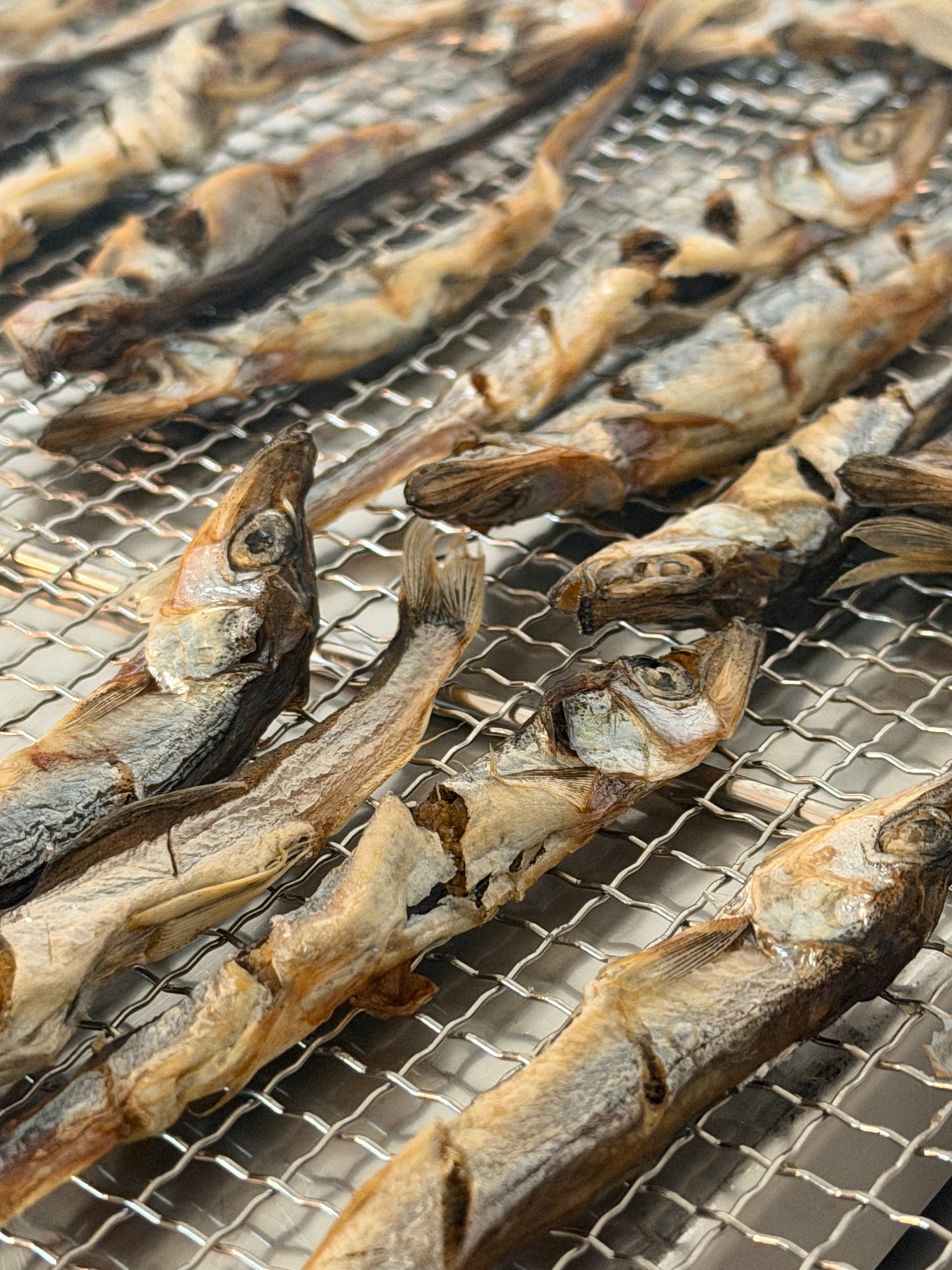 Capelin
